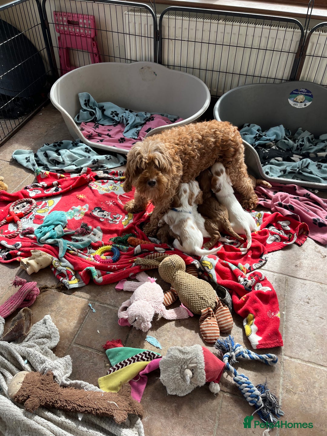 Cavapoo dogs for sale: Cavapoo x cavalier King Charles puppies  - Image 16