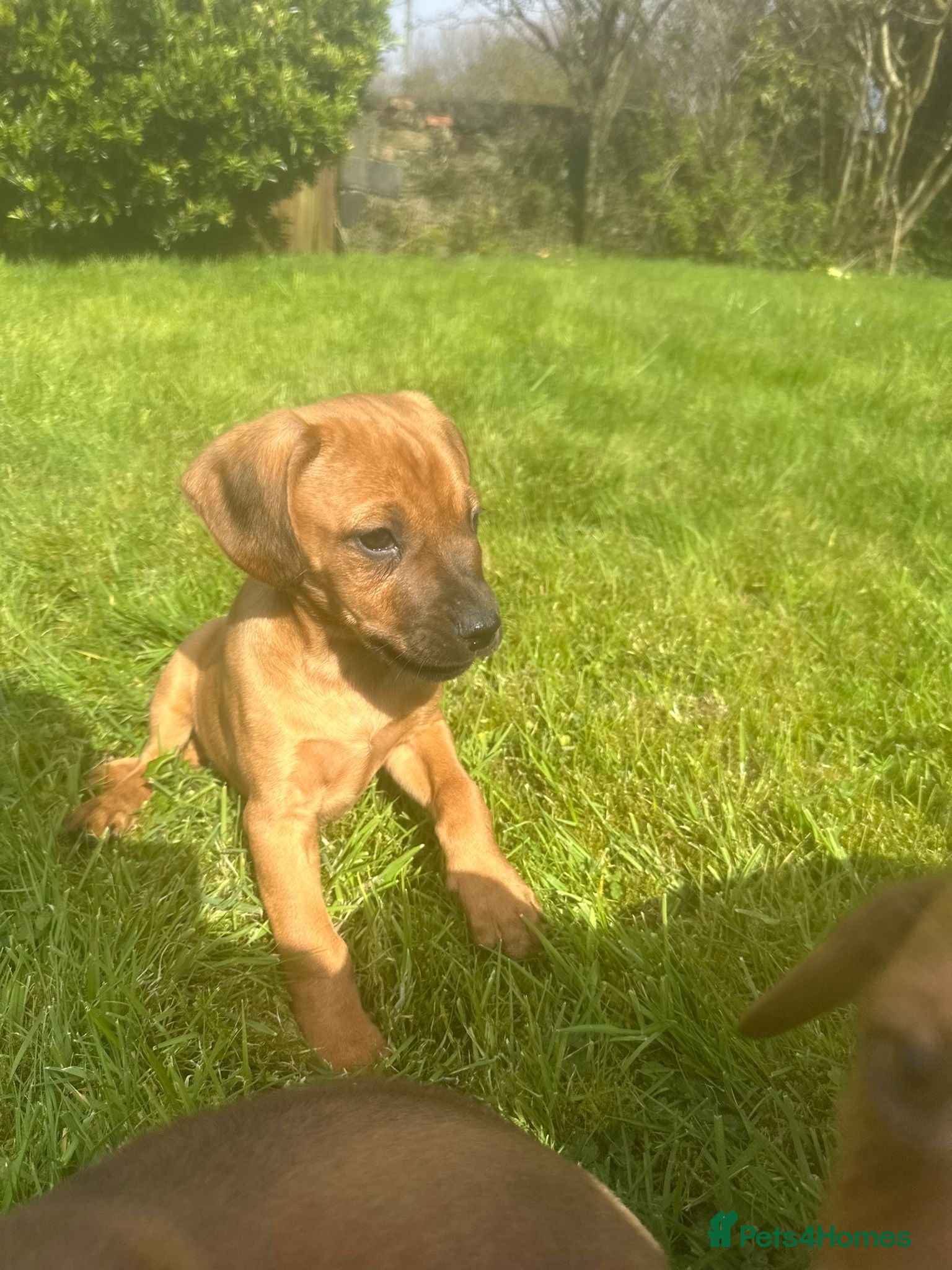 Mixed Breed dogs Cockalier cross rhodesian ridgeback  - Advert 4