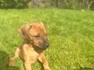 Mixed Breed dogs Cockalier cross rhodesian ridgeback - Advert 1