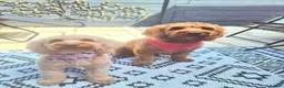 Cockapoo dogs for sale: Beautiful cockapoo puppies - Advert 4