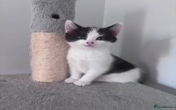 Mixed Breed cats for sale: 2 gorgeous girls  in Weston-super-Mare - Image 1