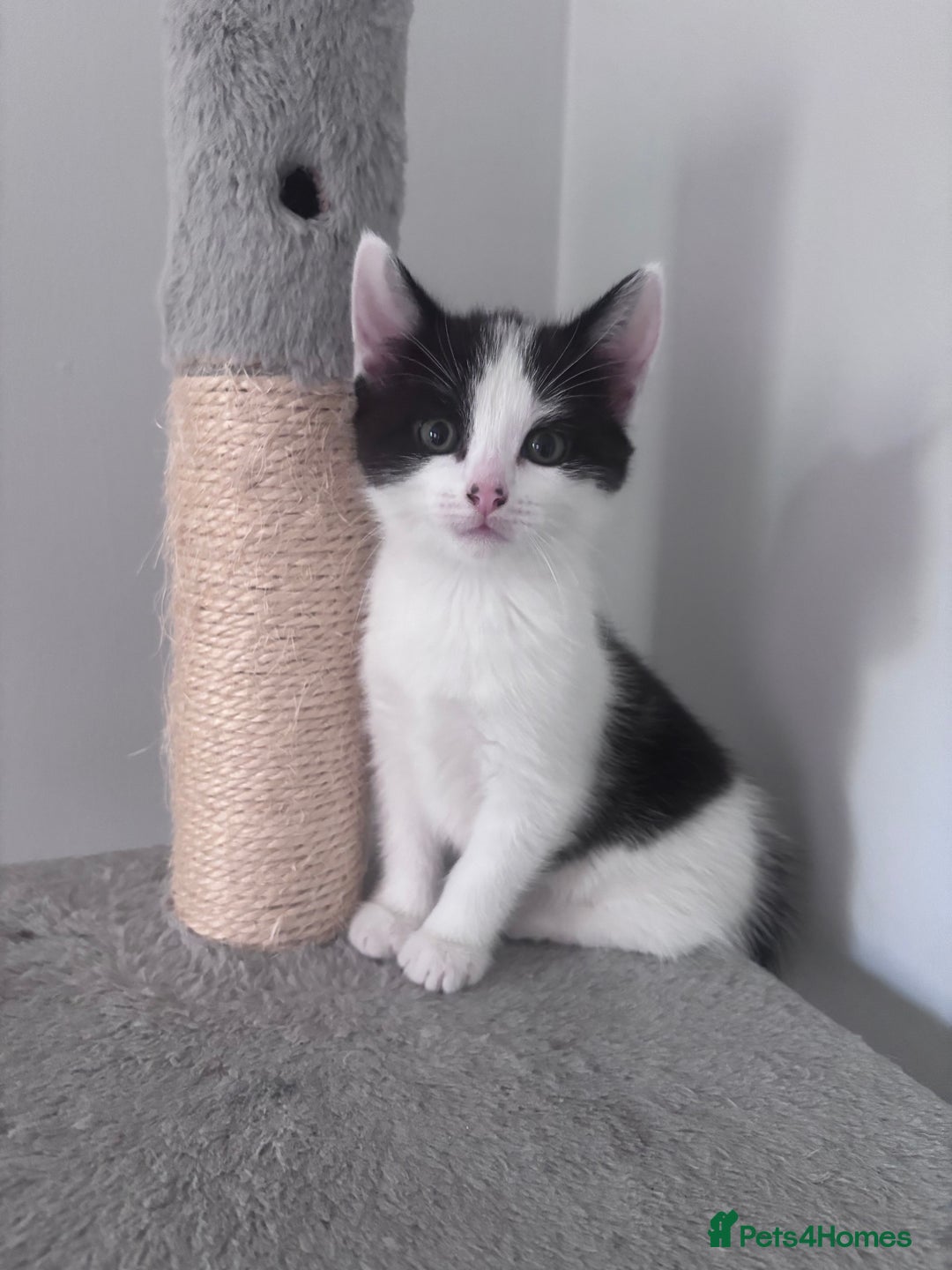 Mixed Breed cats for sale: 2 gorgeous girls  in Weston-super-Mare - Image 1