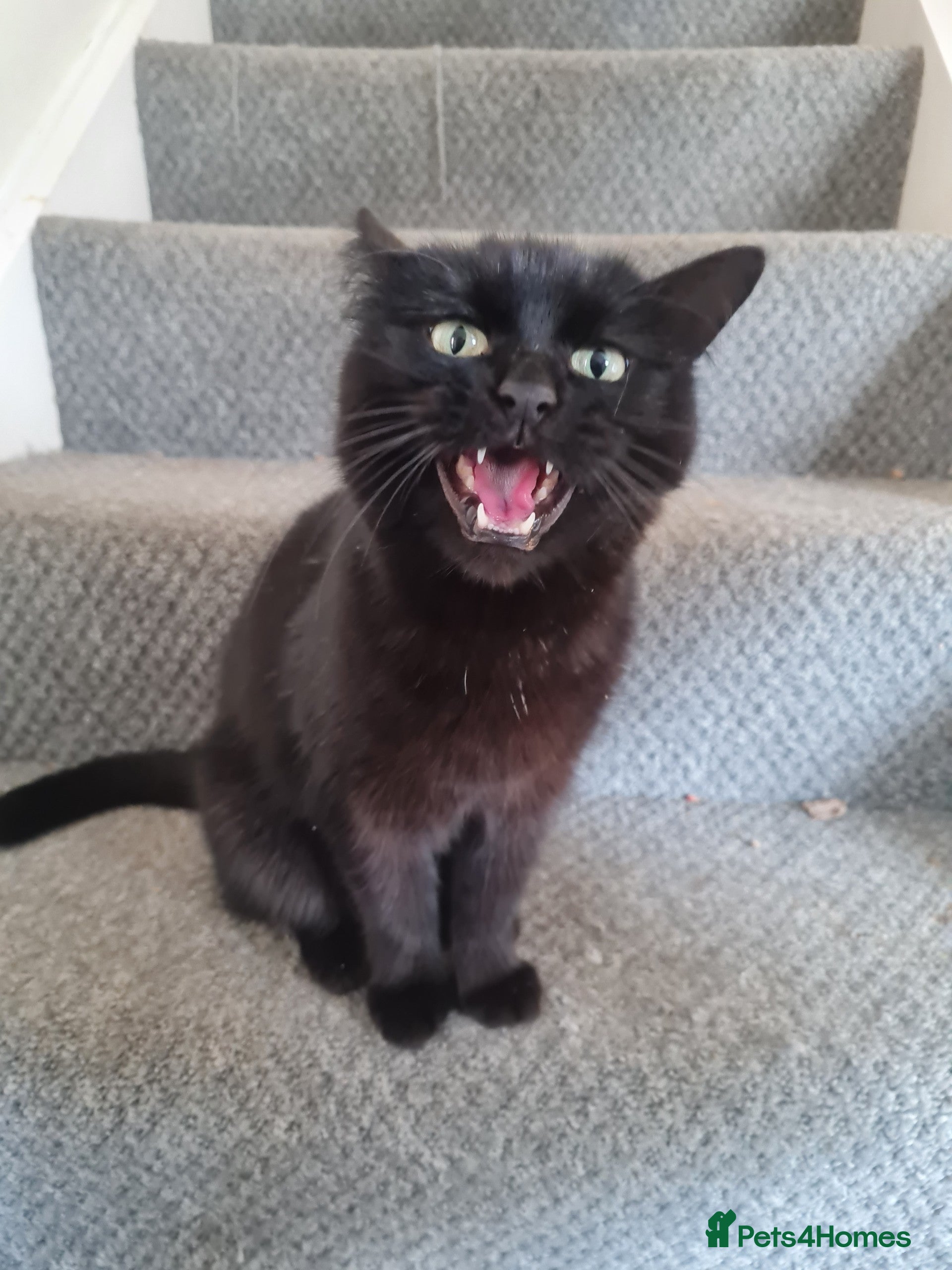 Domestic Shorthair cats 5 year old female cat - Advert 4