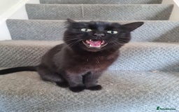 Domestic Shorthair cats for sale: 5 year old female cat - Image 1