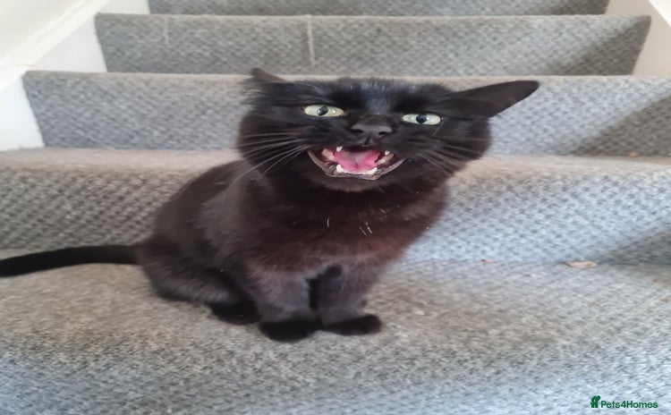 Domestic Shorthair cats - Advert 1