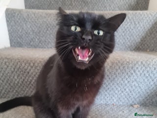 Domestic Shorthair cats - Advert 21