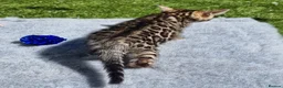 Bengal cats for sale: Beautiful TICA registered Bengal Kittens - Advert 24