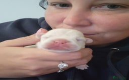 French Bulldog dogs for sale: Female White french bulldog - Image 11
