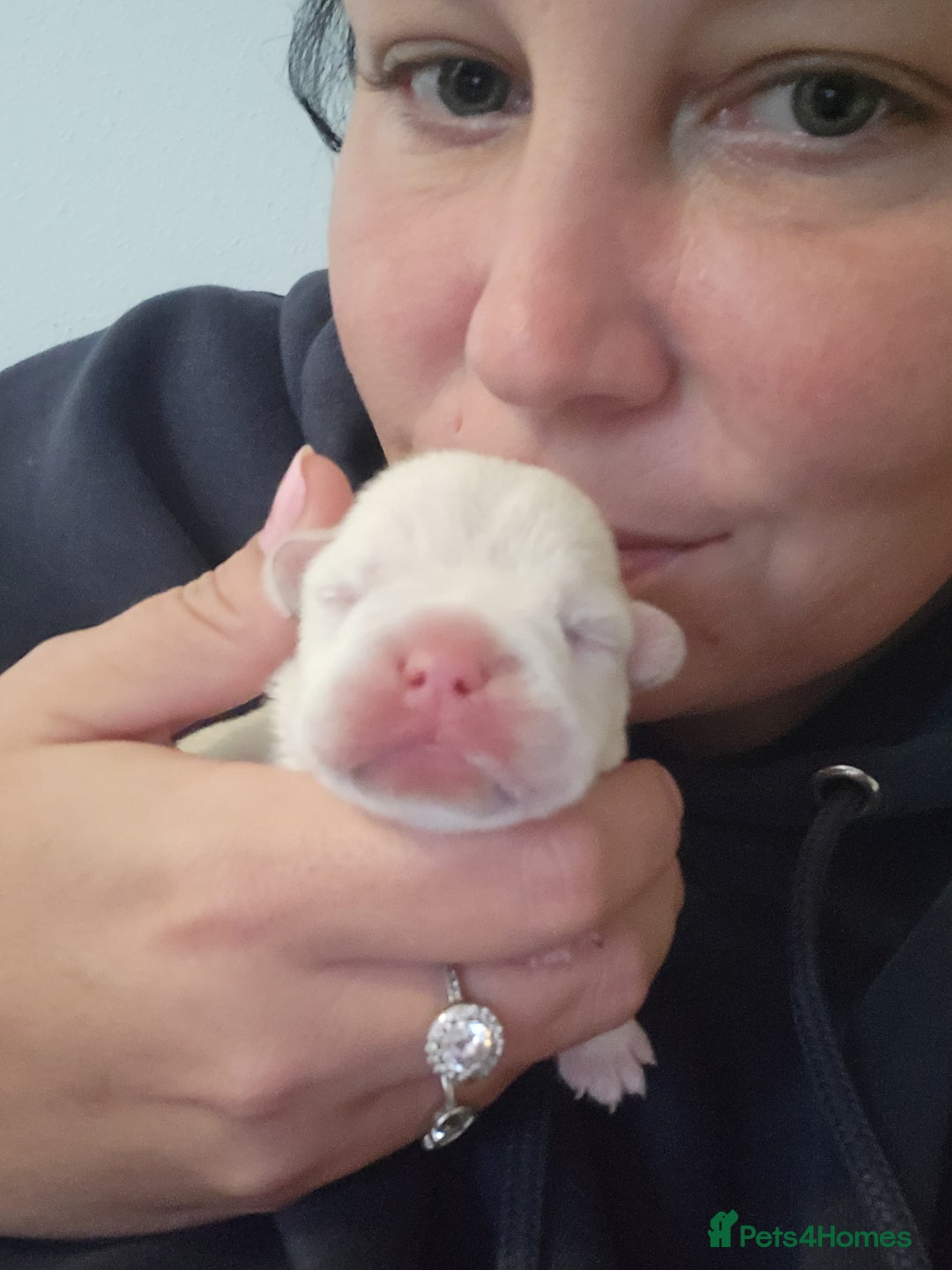 French Bulldog dogs for sale: Female White french bulldog - Image 11