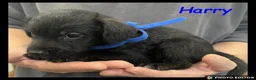 Jackapoo dogs for sale: Delightful Jackapoos - Advert 7