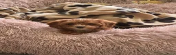 Cavapoo dogs for sale: Tiny toy cavapoos  - Advert 2