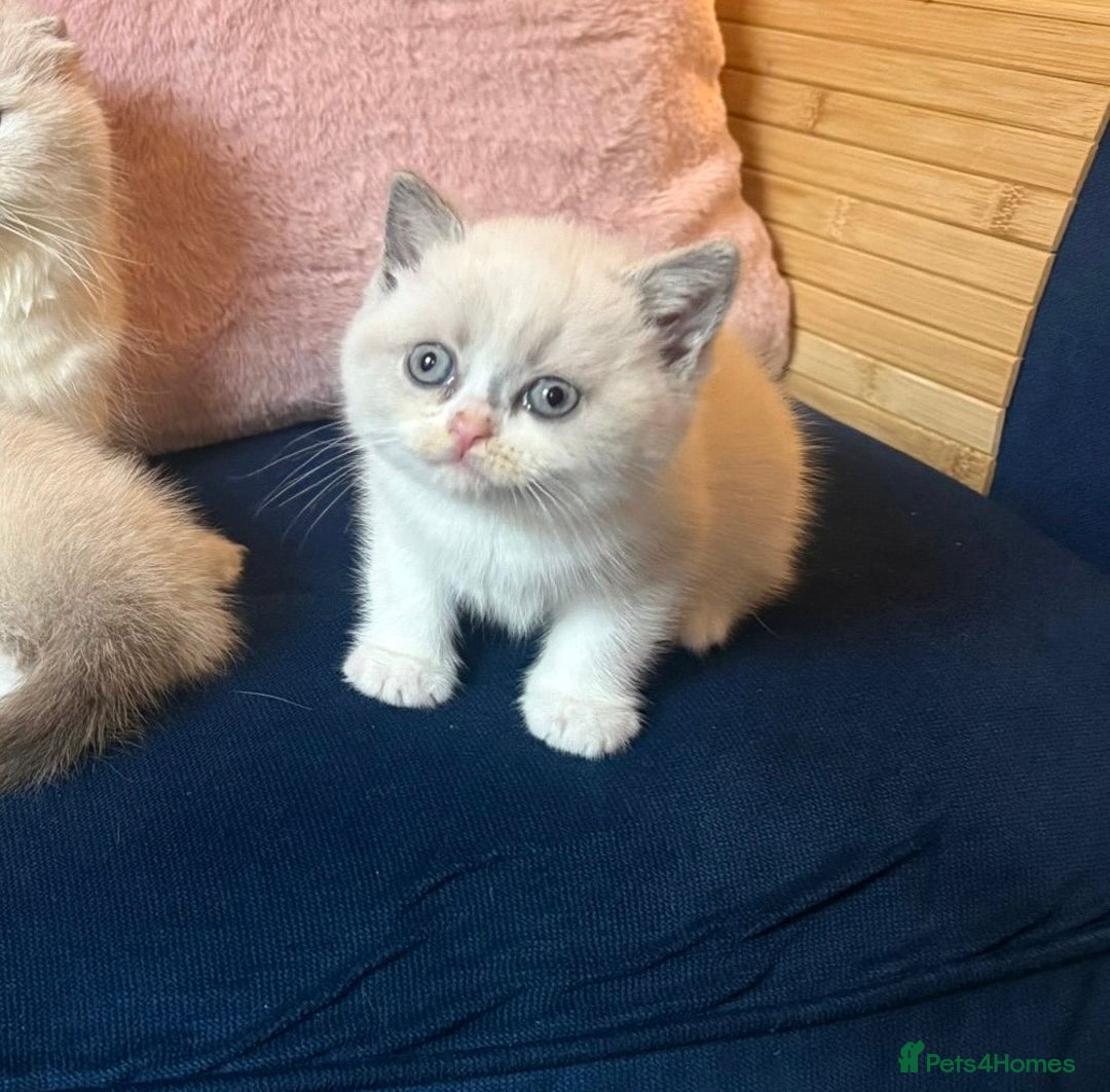British Shorthair cats for sale: Pure British shorthair Champion line 😻🥇🏆 - Advert 4