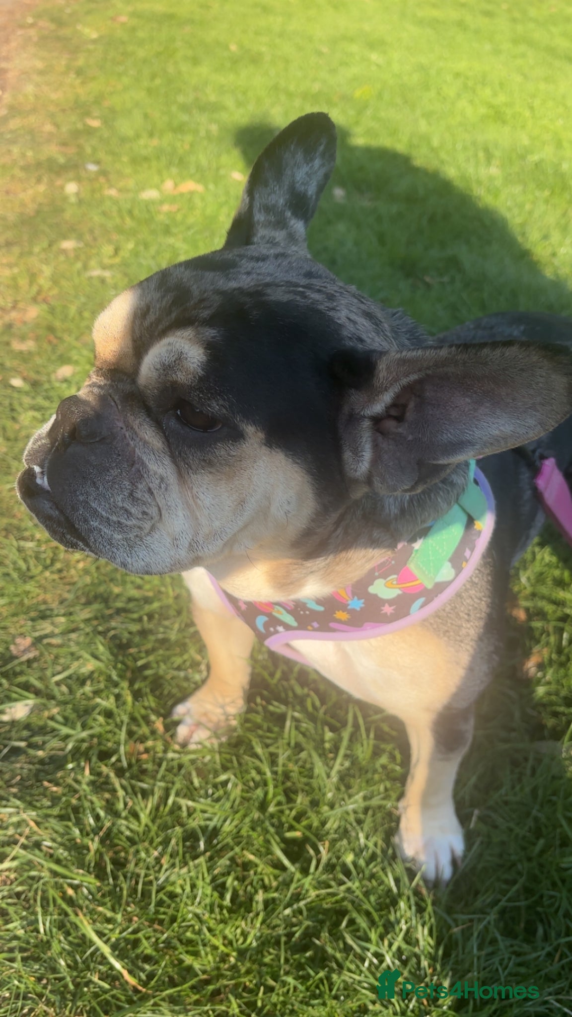 Mixed Breed dogs for sale: French bulldog cross  - Advert 7