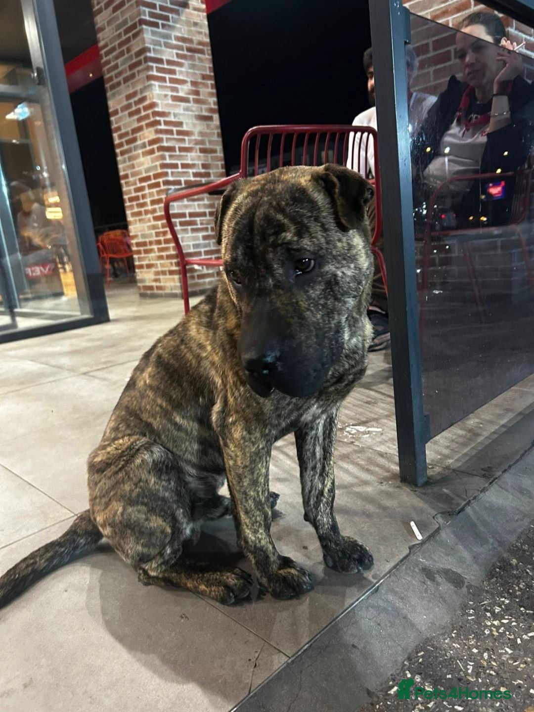 Shar Pei dogs Junior 12Months  shar pei Macedonian rescue  - Advert 12