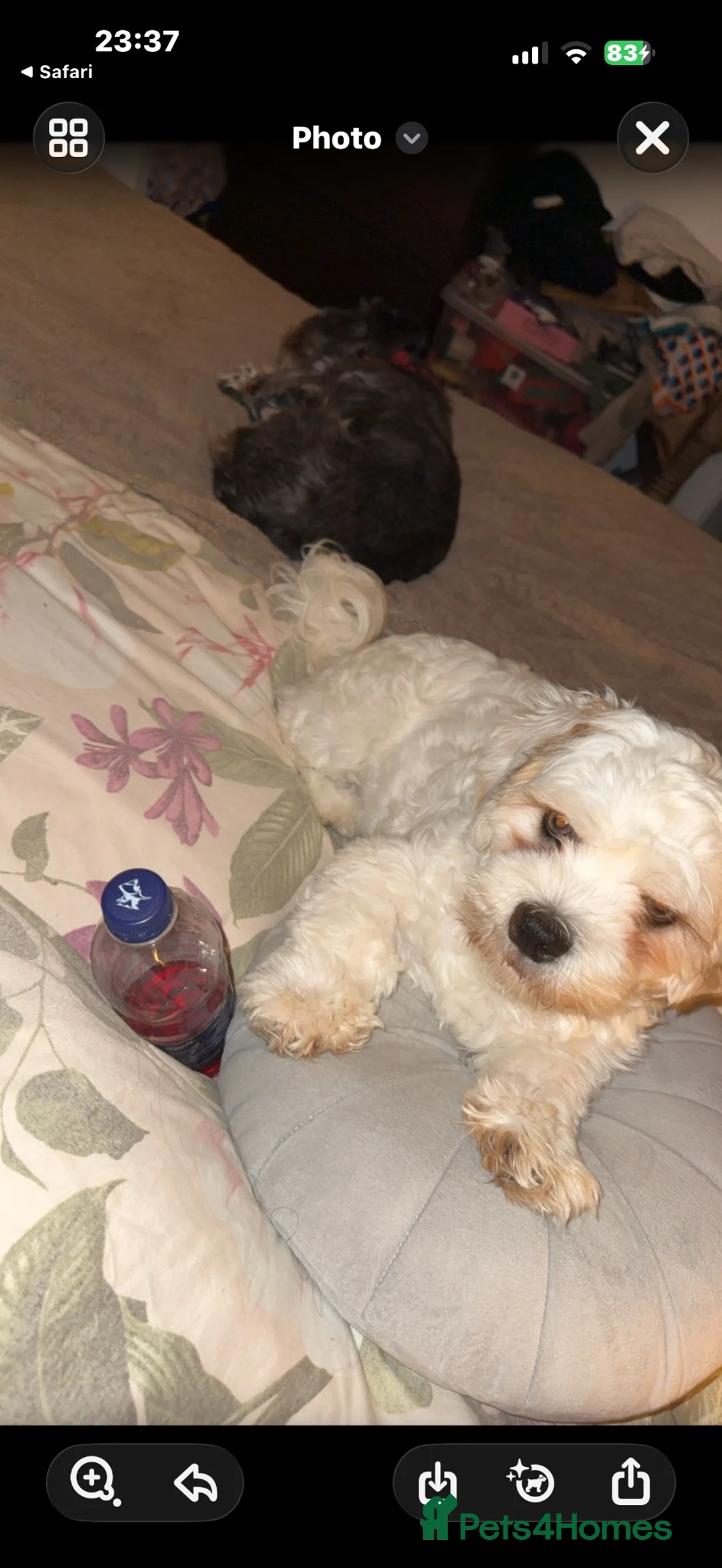 Shih Tzu dogs for stud: STUD male  - Advert 5