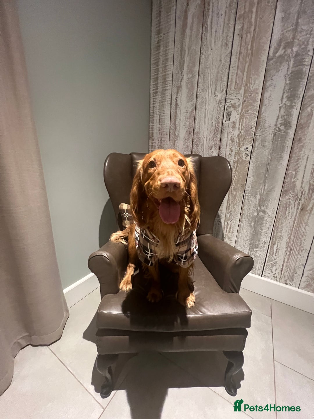 Cocker Spaniel dogs for stud: Handsome Cocker Spaniel with lovely temperament  - Advert 4