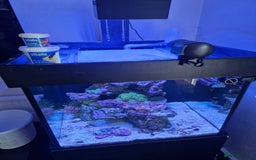 Other/Mixed Breed fish for sale: Salt water aquarium + quarantine tank - Image 5