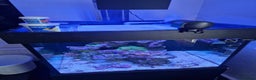 Other/Mixed Breed fish for sale: Salt water aquarium + quarantine tank - Advert 5