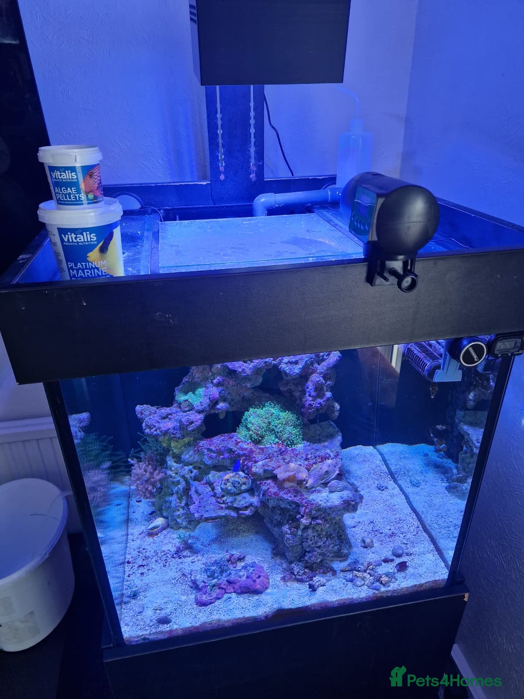 Other/Mixed Breed fish for sale: Salt water aquarium + quarantine tank - Image 5