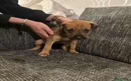 Mixed Breed dogs for sale: Bull X Lurchers - Working Lines - Image 14