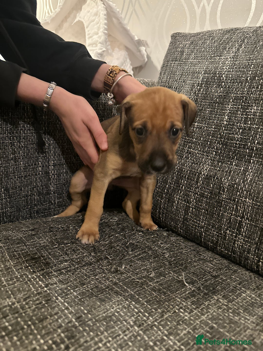 Mixed Breed dogs for sale: Bull X Lurchers - Working Lines - Image 14