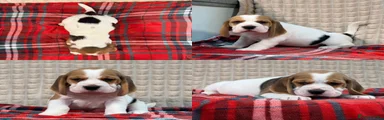 Beagle 3