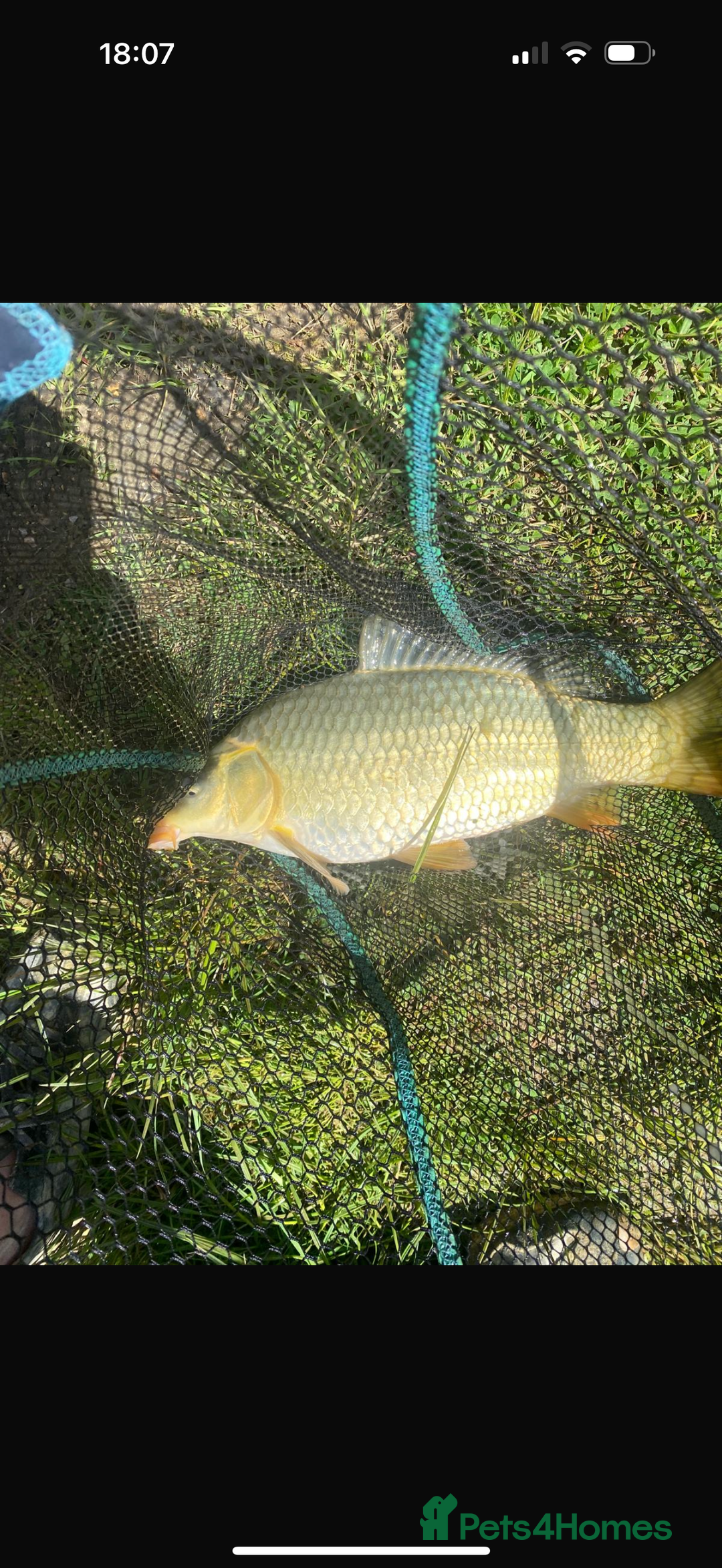 Koi Carp fish for sale: Koi/Carp/Goldfish available  - Image 3
