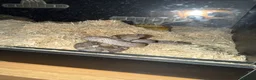 Corn Snake reptiles for sale: Corn snake in Brampton - Advert 1