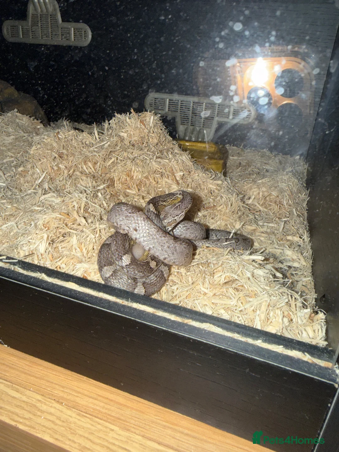 Corn Snake reptiles for sale: Corn snake in Brampton - Advert 1