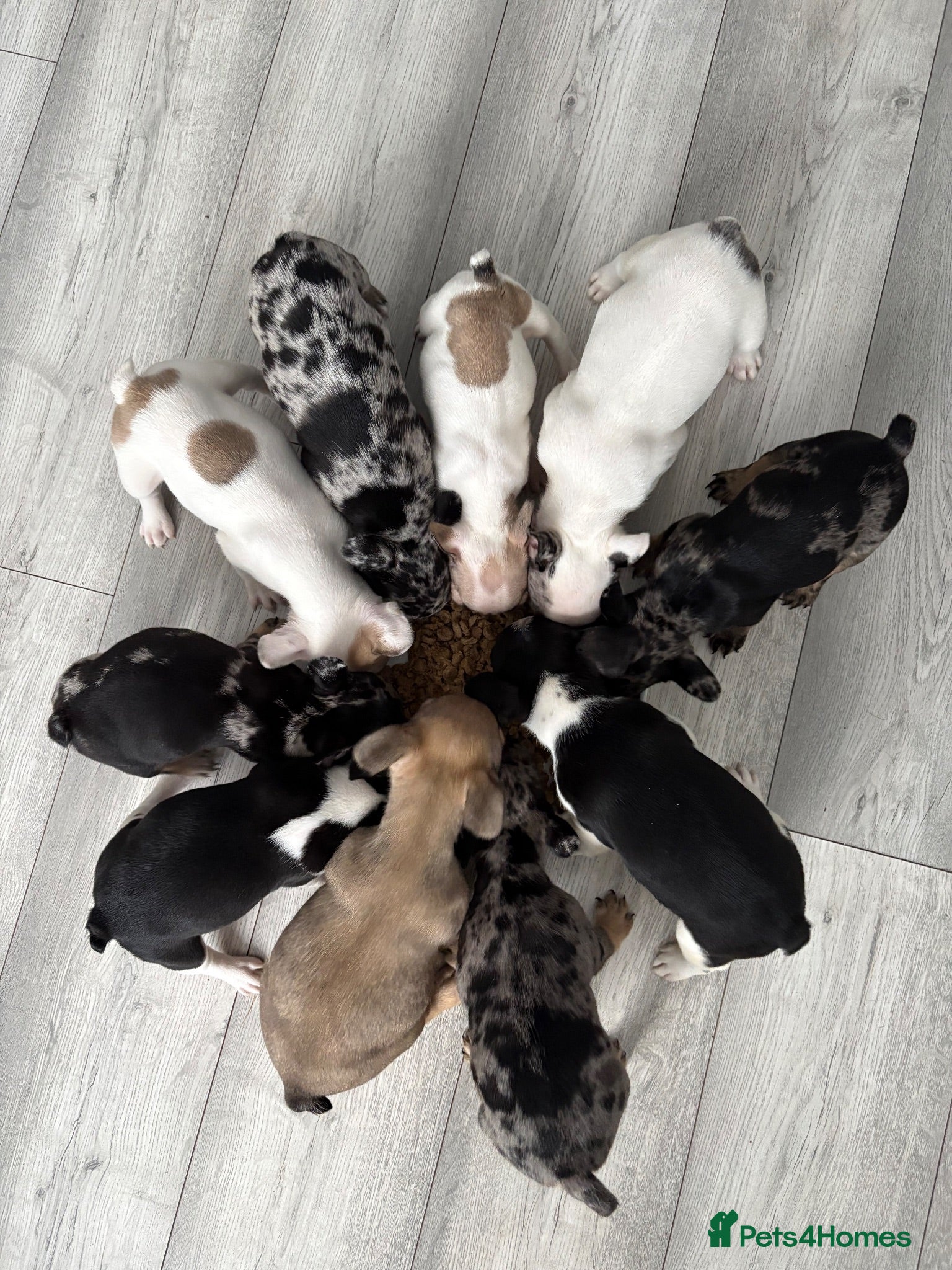 French Bulldog dogs 10 Beautiful French Bulldog pups 😍 - Advert 9