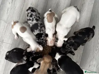 French Bulldog dogs 10 Beautiful French Bulldog pups 😍 - Advert 1