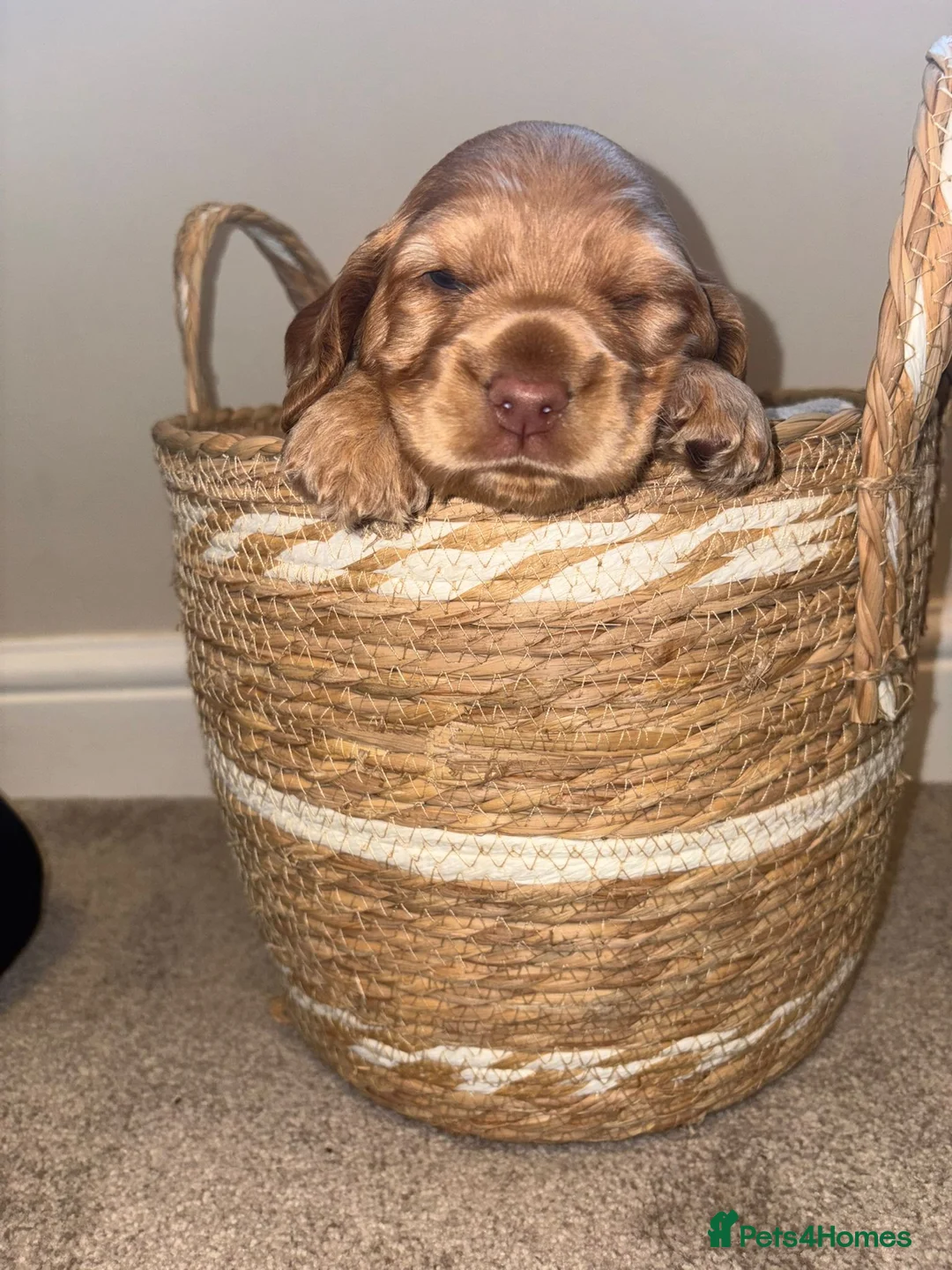 Cockapoo dogs for sale: Beautiful Apricot F1B Cockapoo Puppies  - Advert 5