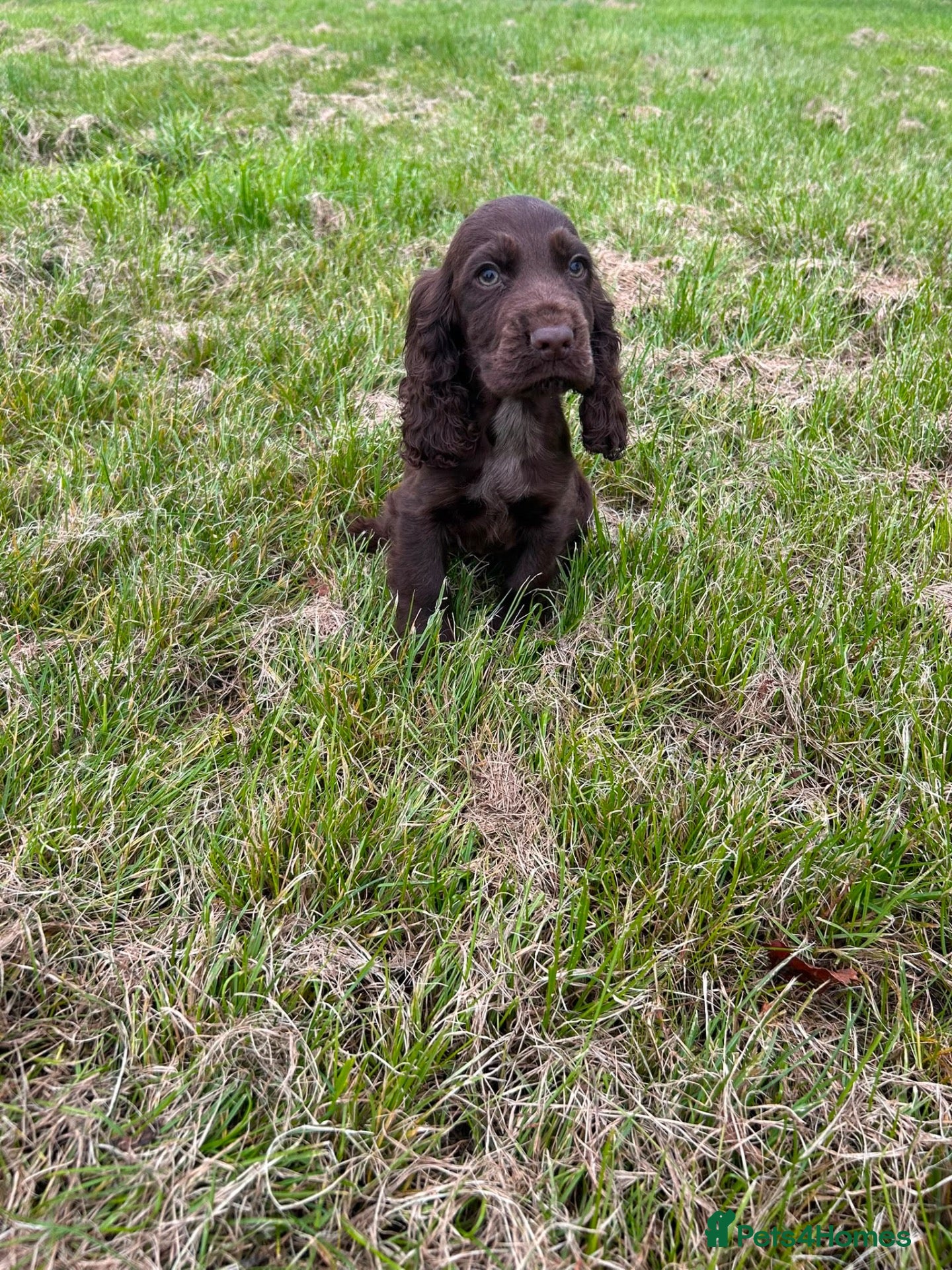 Cocker Spaniel dogs Show cocker spaniel puppies  - Advert 1