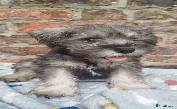 Miniature Schnauzer dogs - Advert 7