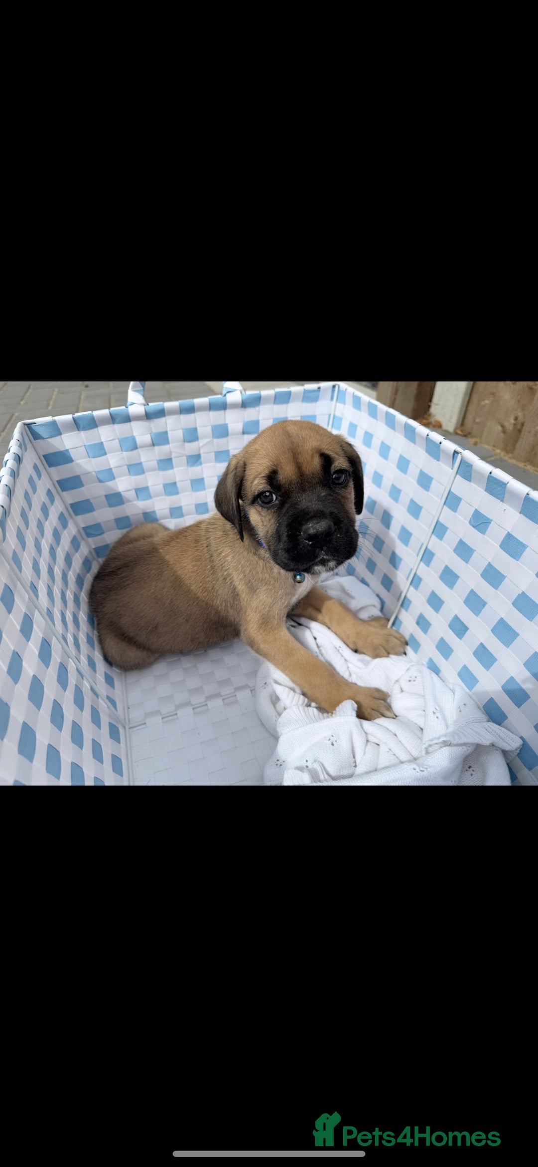 Cane Corso dogs for sale: Last 2 cane corso for sale - Image 2