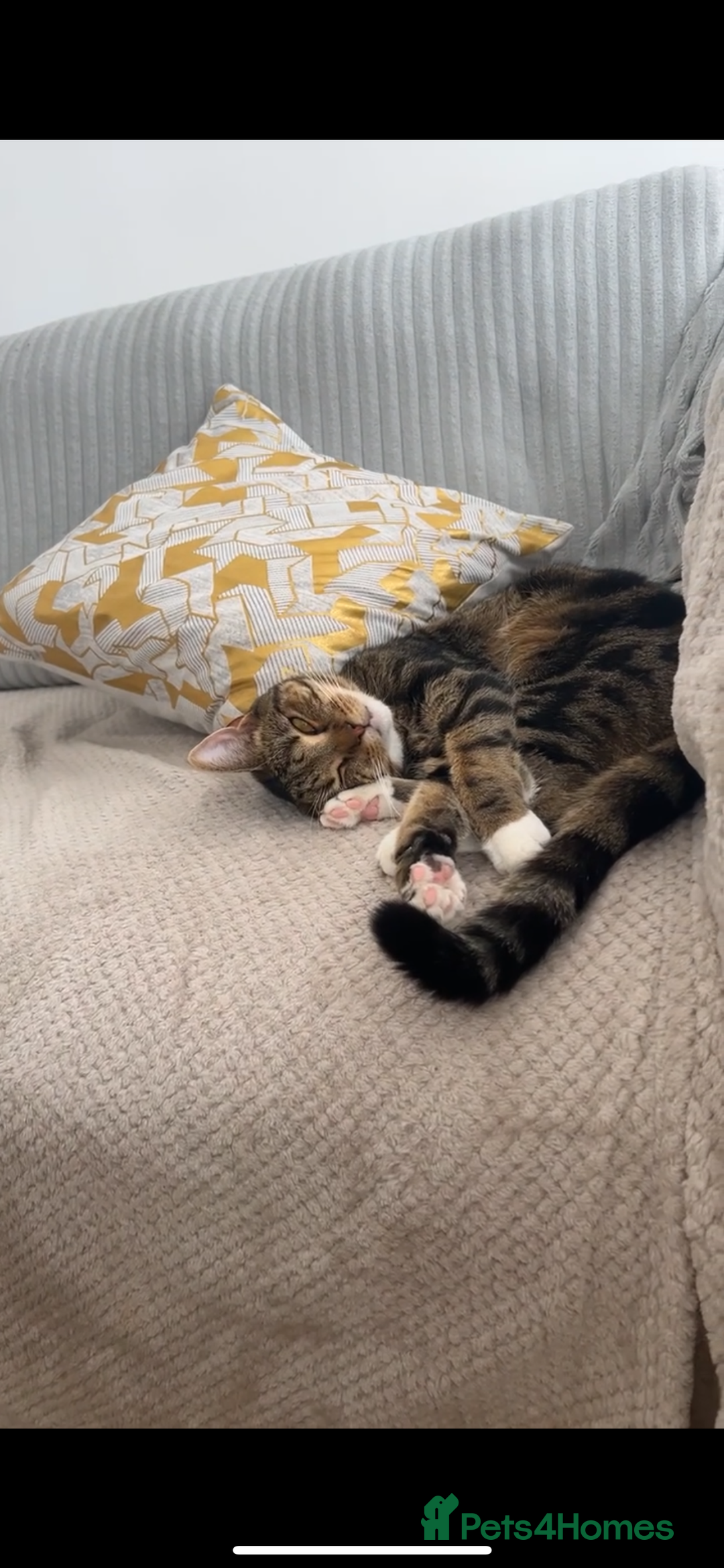 American Shorthair cats for sale: American shorthair tabby cat - Advert 1