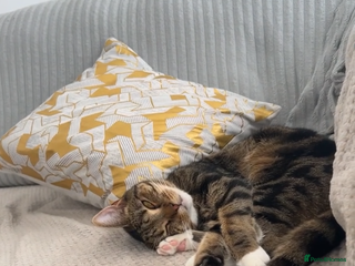 American Shorthair cats American shorthair tabby cat - Advert 2