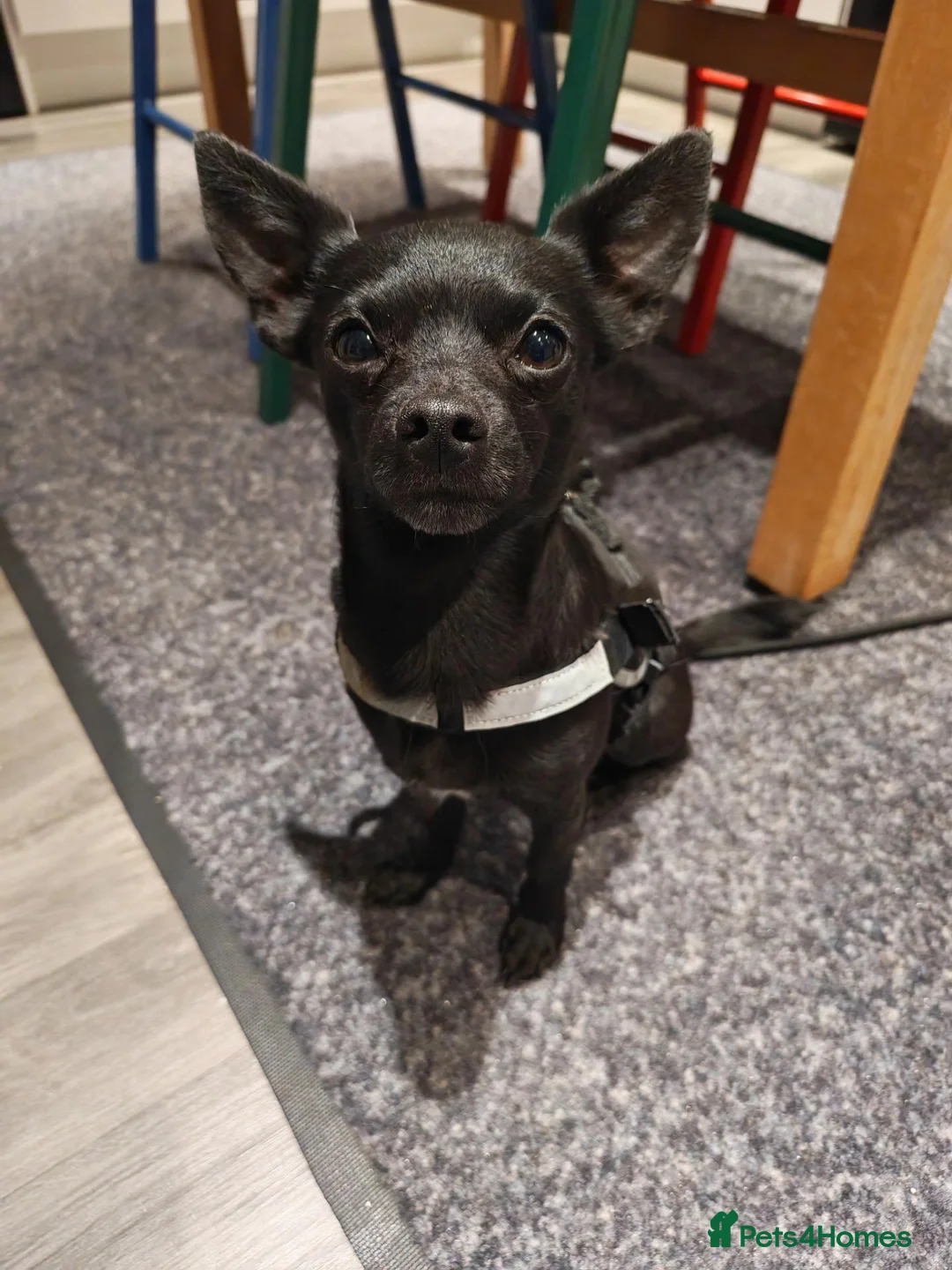 Chihuahua dogs for adoption: Bruno the Chihuahua for Adoption - Advert 3