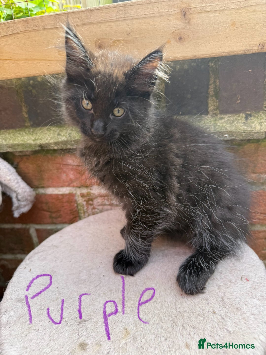 Maine Coon cats for sale: Maine Coon Kittens **READY TO LEAVE** - Image 28