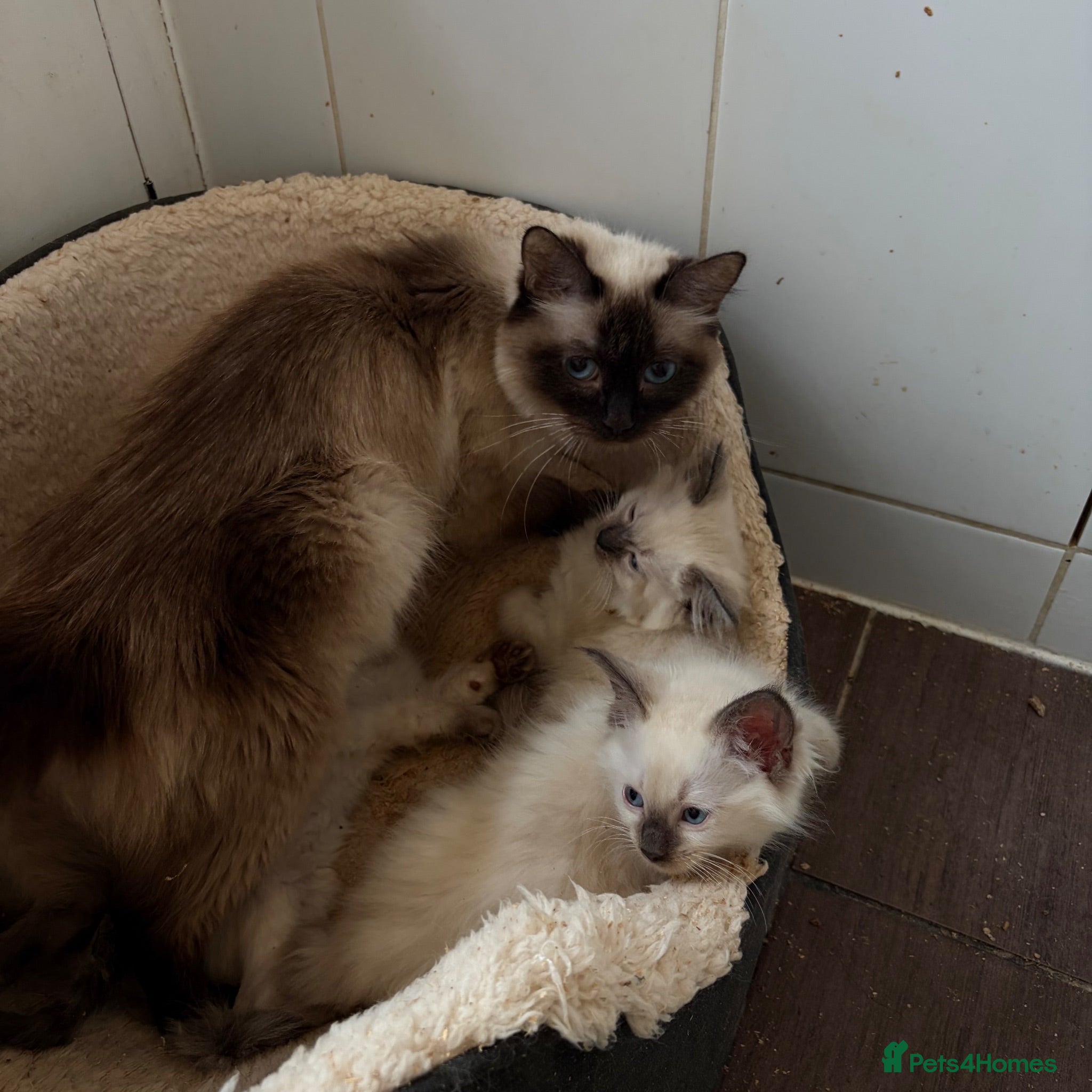 Ragdoll cats Pure ragdoll kittens  - Advert 1