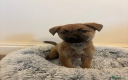 Mixed Breed dogs for adoption: Dottie * German Shepherd X Labradoodle * 240788 - Image 2