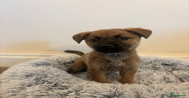 Mixed Breed dogs - Advert 10