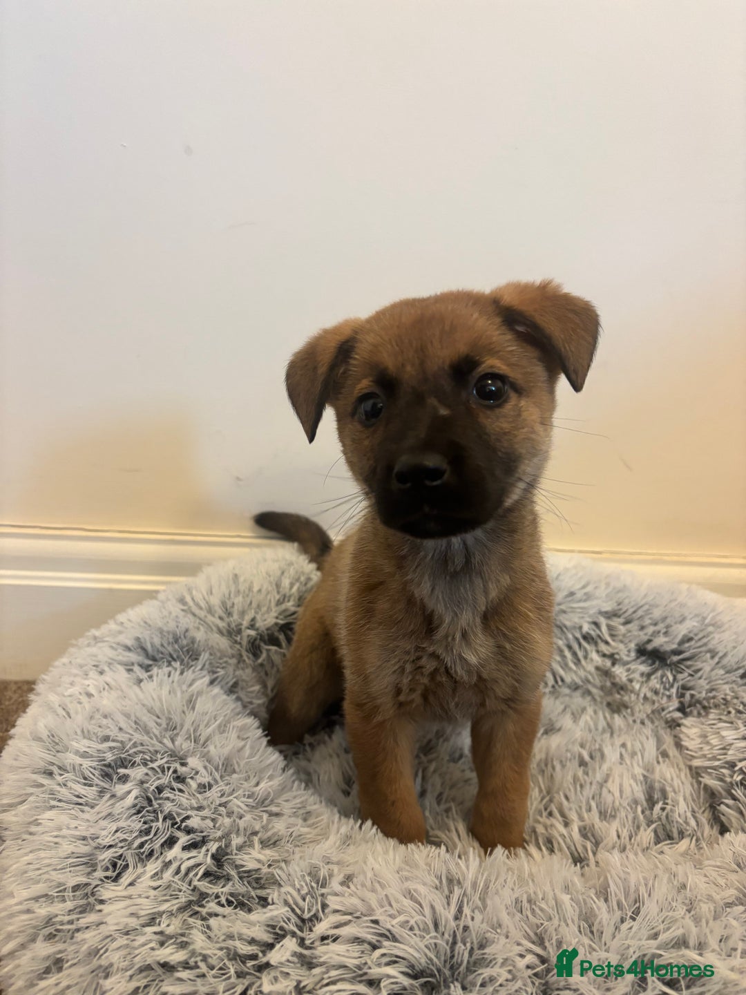 Mixed Breed dogs for adoption: Dottie * German Shepherd X Labradoodle * 240788 - Image 2