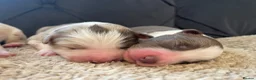 Border Collie dogs for sale: 🐾OUTSTANDING *UNIQUE* BORDER COLLIE PUPPIES🐾 - Advert 25
