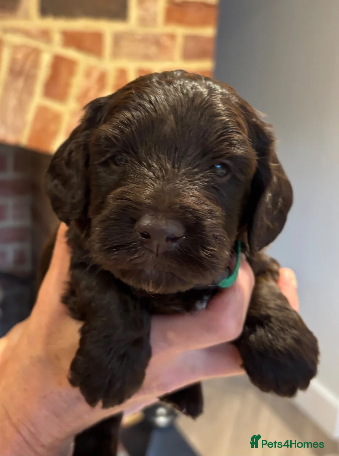 Cockapoo dogs for sale: 4 F1 chocolate cockapoos 2 boys 2 girls  - Advert 2