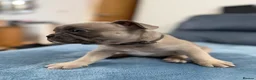 French Bulldog dogs for sale: Beautiful frenchie puppies  - Advert 6