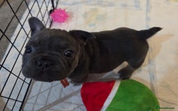 French Bulldog dogs for sale: 3x beautiful girl french bulldog puppies  - Advert 18
