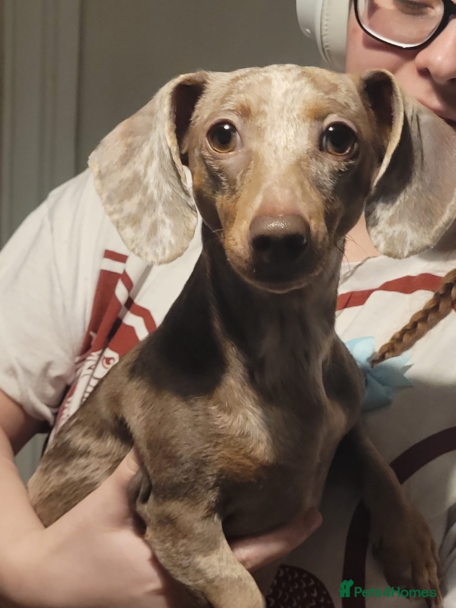 Miniature Dachshund dogs Female miniature dachshund  - Advert 1