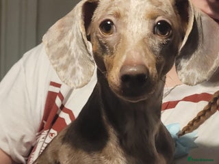 Miniature Dachshund dogs Female miniature dachshund - Advert 1