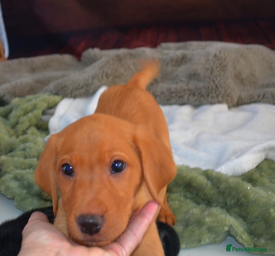 Labrador Retriever dogs for sale: 2 stunning KC Labrador boys left  - Image 5
